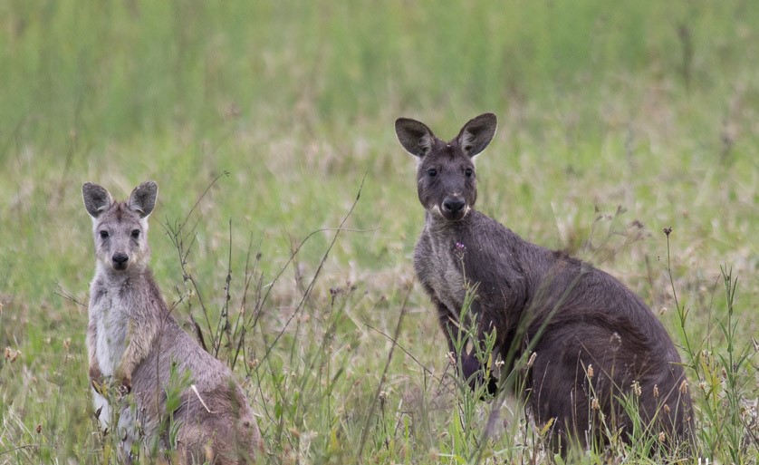 'Wallaroo' Cumberland Land Conservancy
